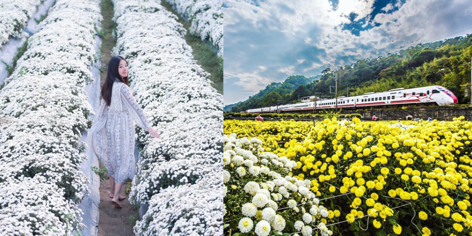 「11月雪」花紛飛在苗栗！銅鑼杭菊季採菊品芋可以準備衝了 