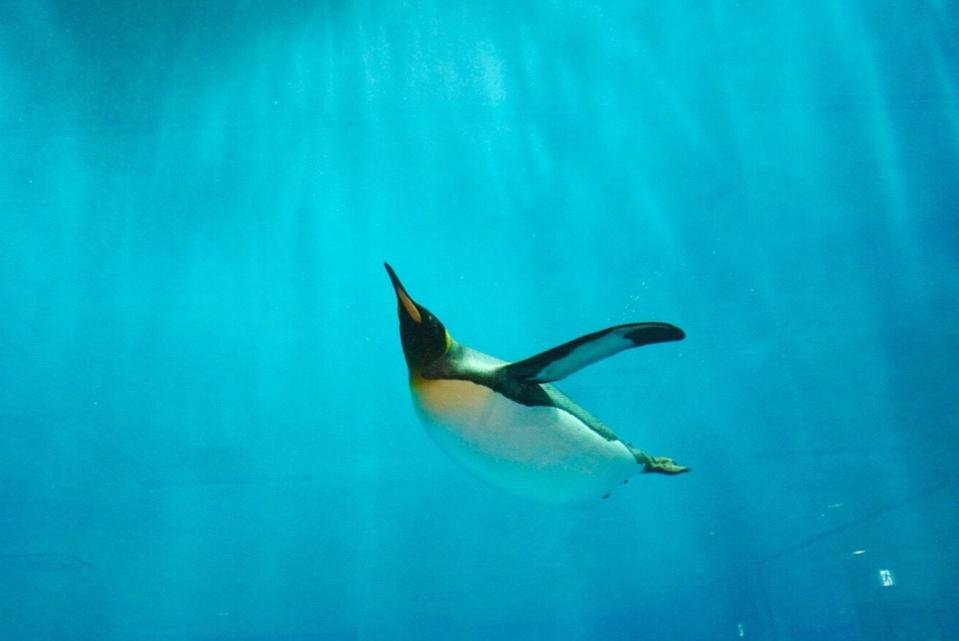 Penguins are specially adapted to sink.