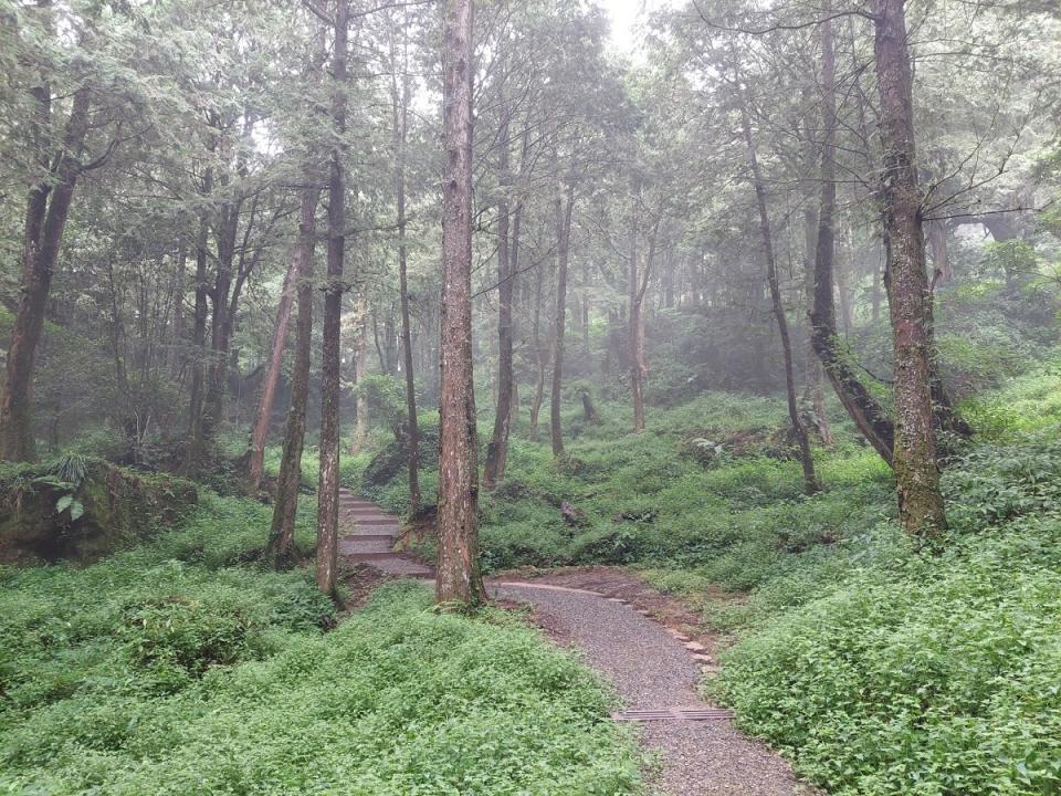 水山療癒步道沿線保存既有特色植被及生物棲地，是阿里山森林療癒新秘境。（圖：嘉義林區管理處提供）