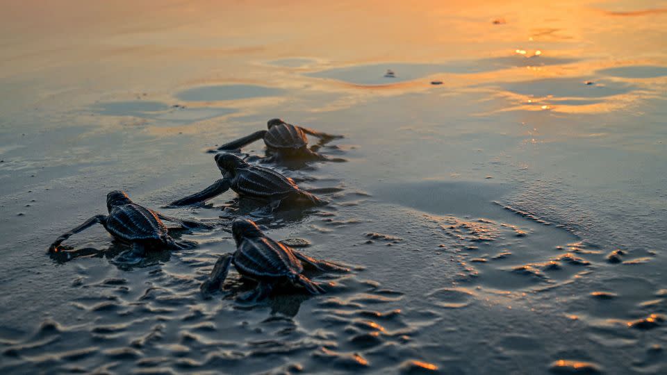 Baby Leatherback sea turtles head to the sea at sunset on Indonesia's Lhoknga Beach in February 2023. - Chaideer Mahyuddin/AFP/Getty Images