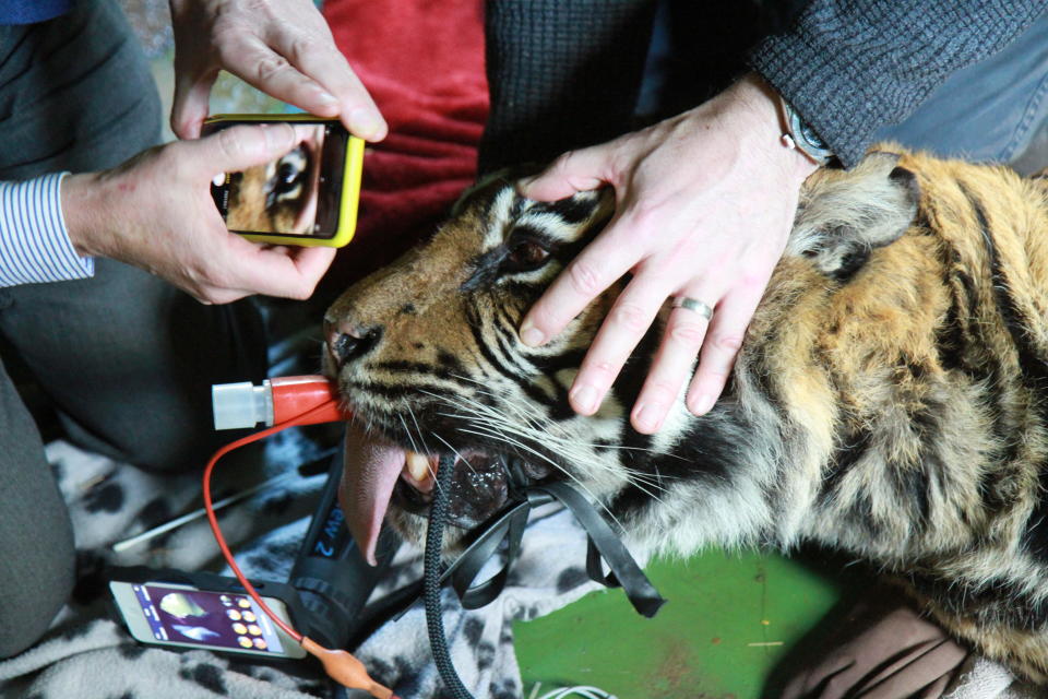 Vet ophthalmologist Dr David Williams said Ratna's eye 'has healed really well'. (Cambridge University/ PA) 