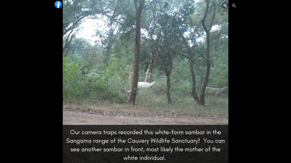 The white deer was also photographed with another deer with the standard coloration, the researchers said.