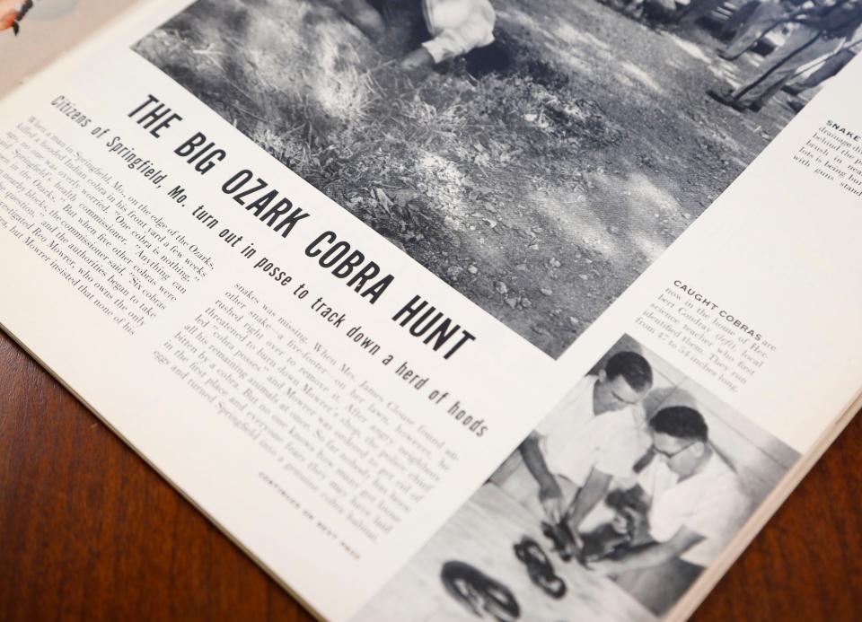 A photo of a story in the Sept. 28, 1953 edition of Life Magazine that detailed the Great Cobra Scare of Springfield.