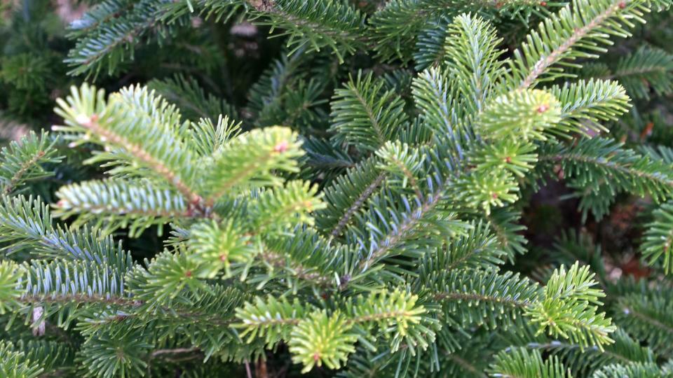 canaan fir types of christmas trees