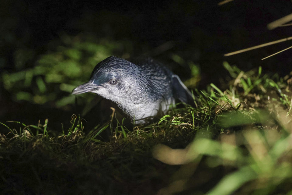 A native Blue penguin or Korora pictured in a nest on the Otago Peninsula, Tuesday, July 25, 2023. Women's World Cup host city Dunedin, at latitude of 45.88 degrees South is the southernmost city to ever host a World Cup tournament, men's or women's.(AP Photo/Matthew Gelhard)