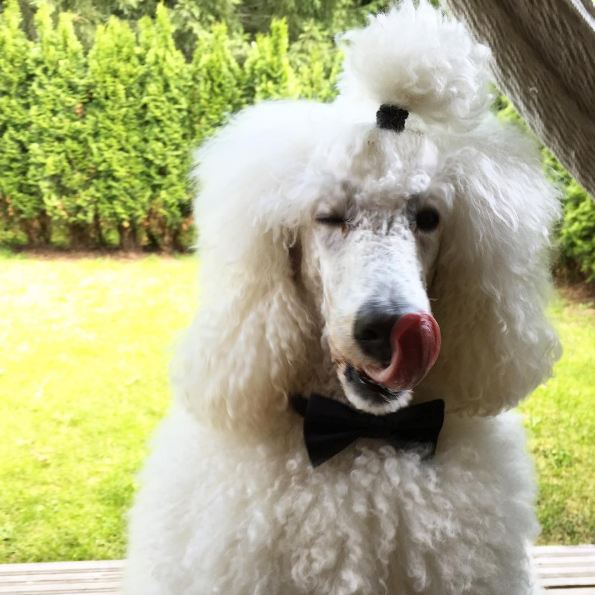 What this poodle lacks in actual clothing he makes up for with his creative ’do. 