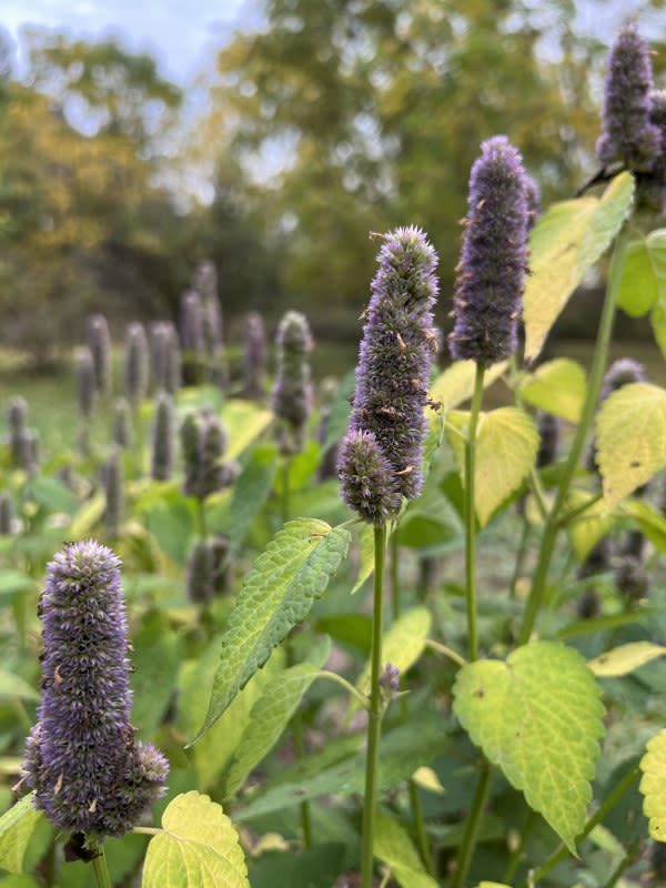 Purple anise<p>Emily Fazio</p>