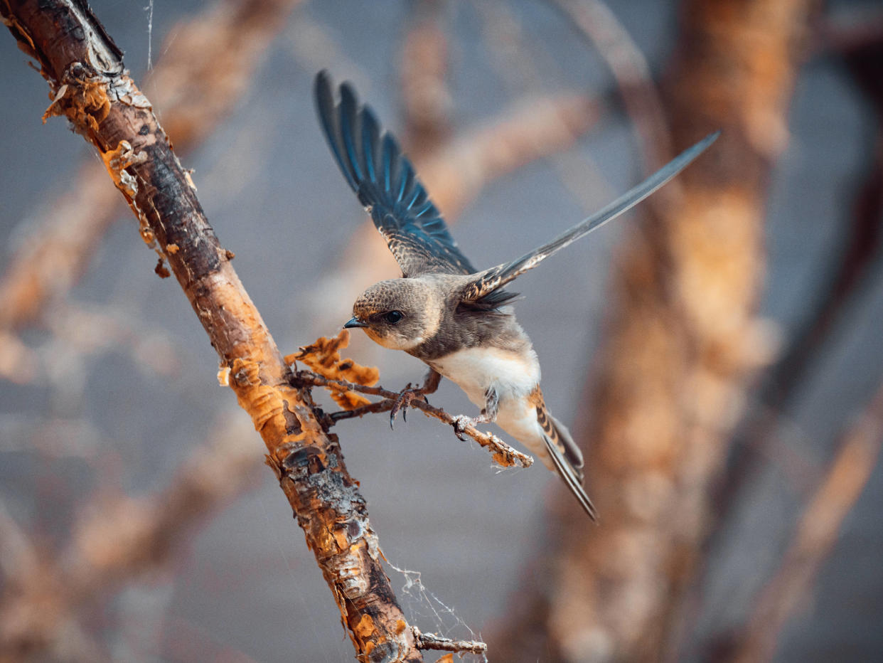 Les oiseaux disparaissent à cause de l’agriculture, rapporte une nouvelle étude