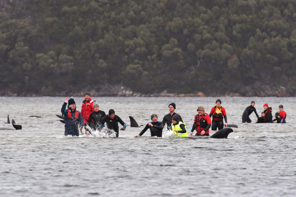 Members of a rescue crew stand with a whales on a sand bar near Strahan, Australia, Tuesday, Sept. 22, 2020. Around one third of an estimated 270 pilot whales that became stranded on Australia's island state of Tasmania had died as rescuers managed to return 25 to the sea in an ongoing operation. (Brodie Weeding/Pool Photo via AP)