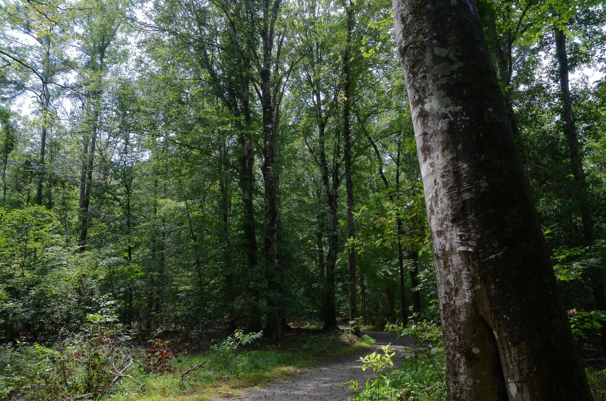 Craven County's scenic walking trails offer a great excuse for both experienced and novice hikers to spend time among the area's woodlands and riverways.