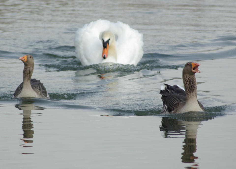 "Rette sich, wer kann!", scheint diese flüchtende Gans ihrem Gefährten zuzurufen. Im Hintergrund hat es offenbar ein Schwan auf das gefiederte Duo abgesehen. Doch wer weiß: Vielleicht will er ja nur spielen?!