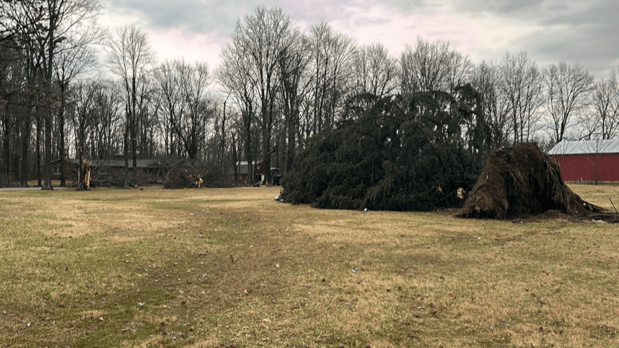 Trees are uprooted and fall on houses in Blacklick, Ohio on Belangee Road after a strong storm surge early morning on February 28, 2024. (NBC4 Photo/Delaney Ruth)
