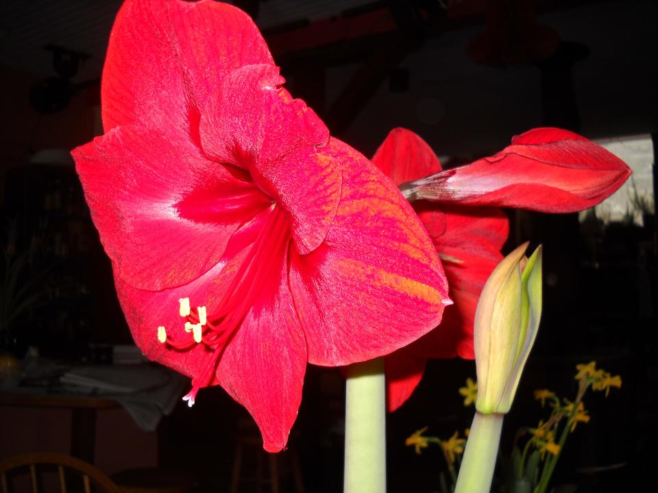 Amaryllis blossoms come in red, white, pink and striped.