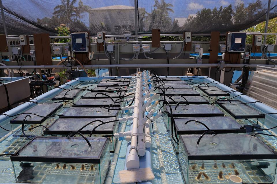 Mote’s state-of-the-art Climate and Acidification Ocean Simulator (CAOS) in the Florida Keys. The system, housed at Mote's Elizabeth Moore International Center for Coral Reef Research & Restoration (IC2R3), is designed to test how climate change, including ocean acidification and warming temperatures, impact corals.