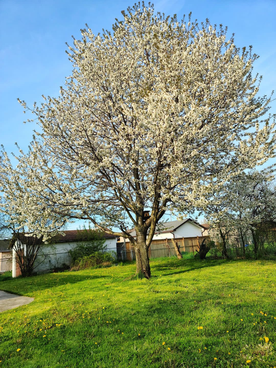 invasive plants bradford pear