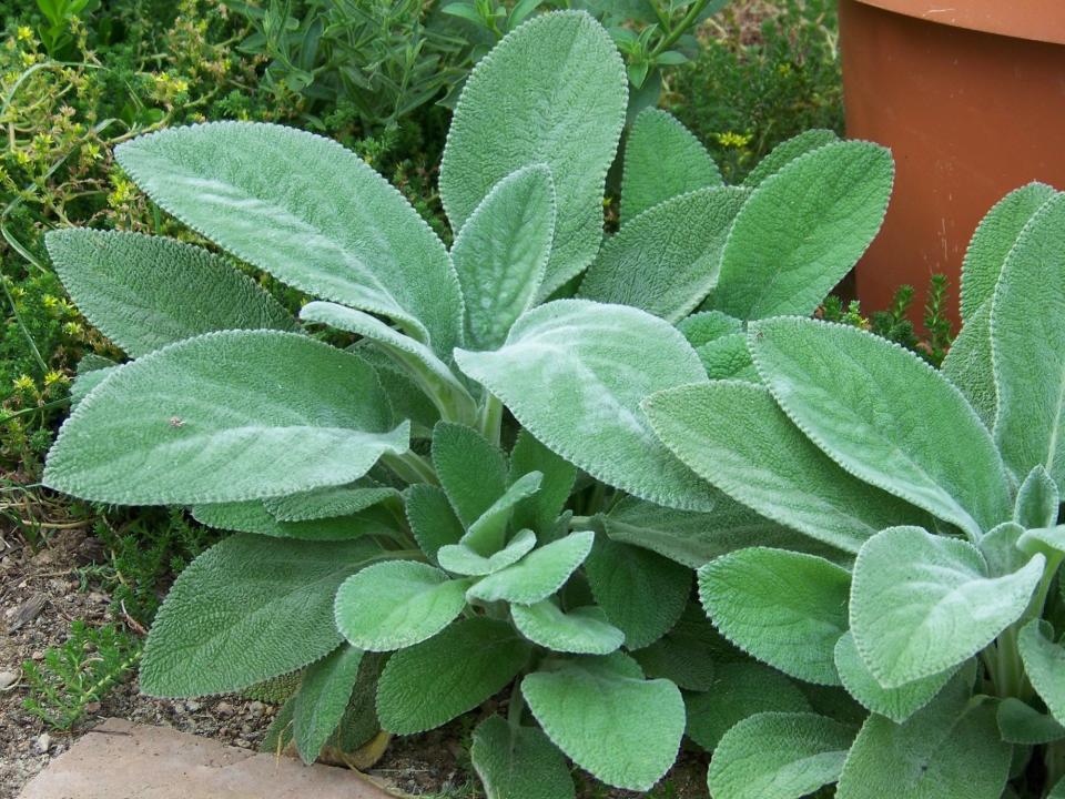 Lamb's Ear