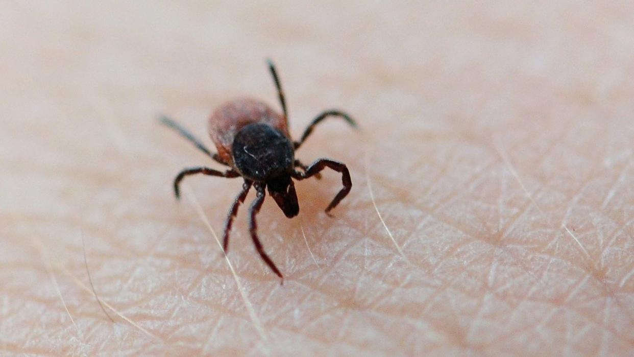 Dank des warmen Frühlingswetters lauern wieder Zecken im Gras und Unterholz. Die von ihnen übertragene Frühsommer-Meningoenzephalitis (FSME) breitet sich auch im Norden Deutschlands aus. Foto: Daniel Reinhardt