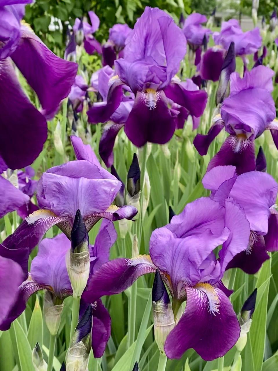 Spring Flower: Iris