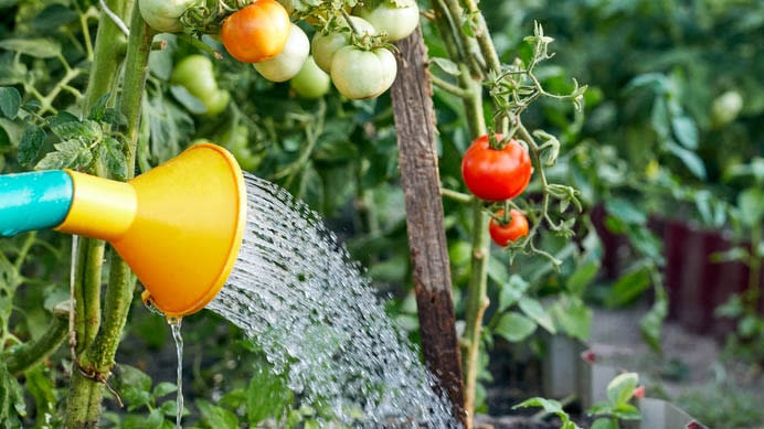 Watering tomato plant