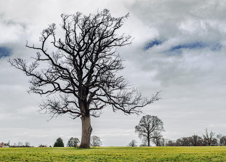 Large skeleton tree in Spring without leaves in Stockwood Park, Luton, Bedfordshire