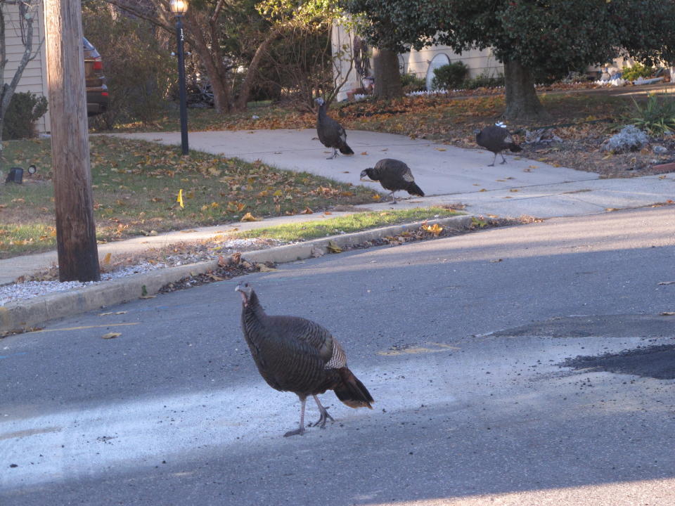 Wild turkeys walk on a road in Toms River, N.J. New Jersey Wednesday, Nov. 13, 2019. Wildlife officials plan to trap and relocate some of the large number of turkeys that have established themselves in and around a retirement community. (AP Photo/Wayne Parry)