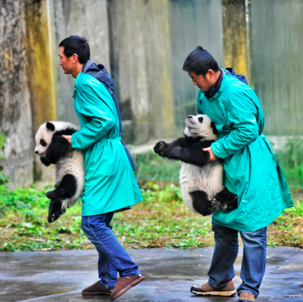 Baby pandas Chongqing zoo