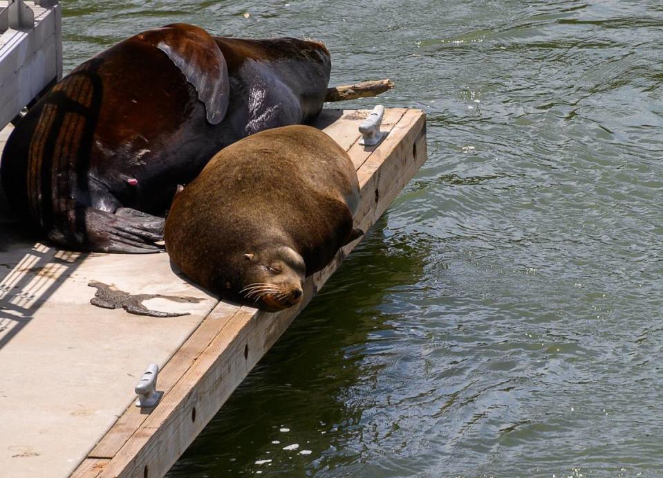 Sea lions lounge on the dock near Sacramento’s Tower Bridge in 2019.