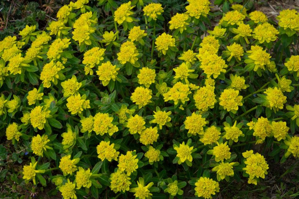 Yellow cushion spurge (Euphorbia epithymoides) flowers 