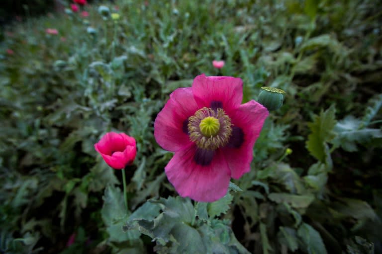 In this mountain village in Mexico, each family tends to its own field of poppies, a much more lucrative option than legal crops