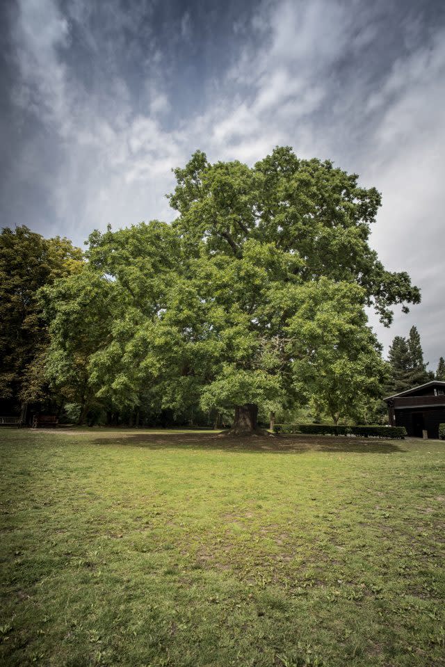 Gilwell Oak was named Tree of the Year (Woodland Trust/PA)