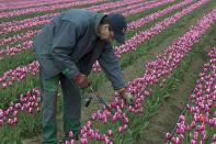 Weeding out off-color tulips is routine though there was a time when farmers' fortunes crashed due to a "mosaic disease" that wiped out entire tulip fields. The disease has almost been completely eradicated today.