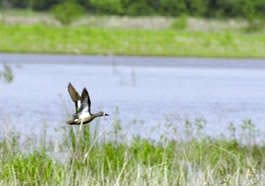 Waterfowl including ducks may be seen at the upcoming Ducks & Donuts event hosted by Sassafras Audubon Society.