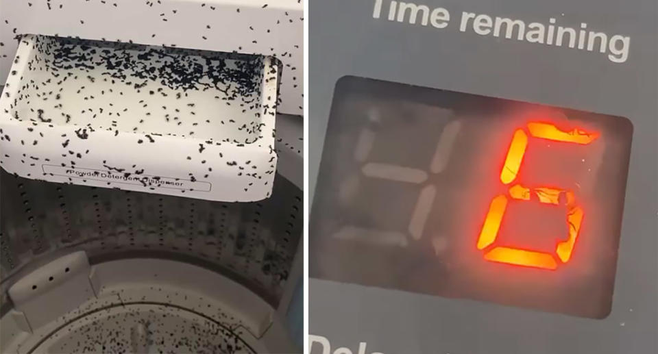 Ants in washing machine