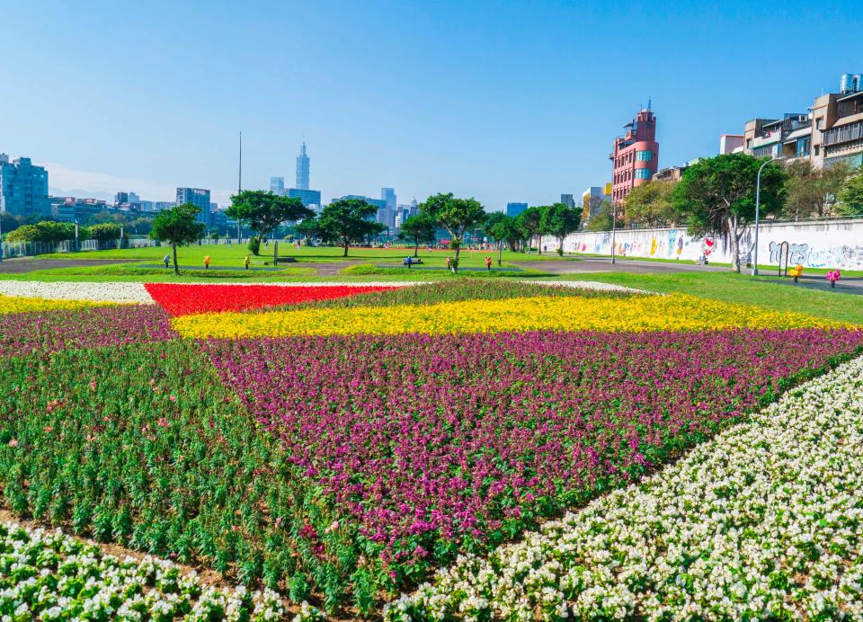 成美右岸河濱公園繽紛浪漫的花毯，種植面積加總約542坪，到明年2月都有花可賞。圖/台北市政府工務局水利工程處