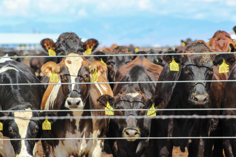 Cows at Coronado Dairy Farm.