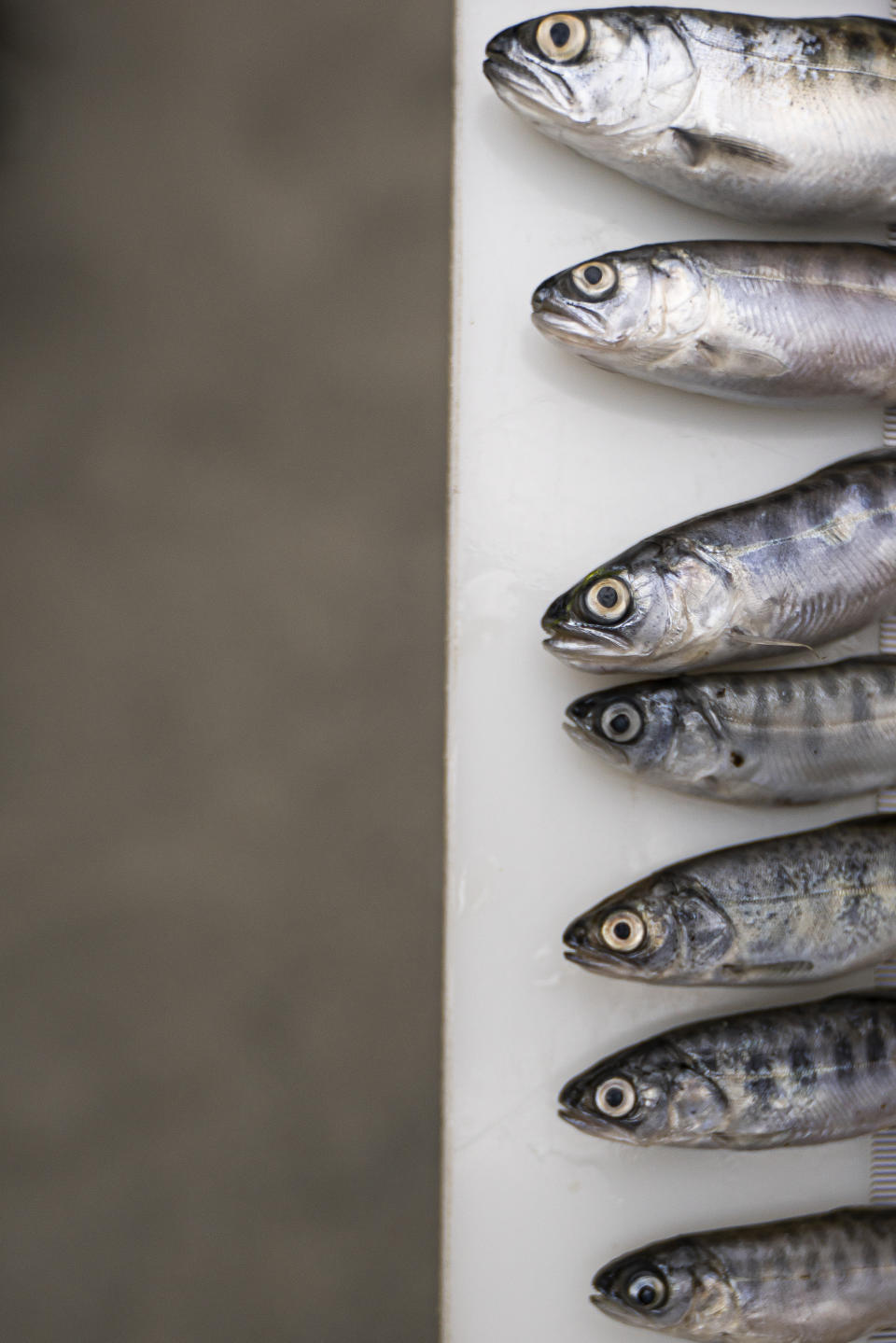 Dead chinook salmon are lined up before being documented at a salmon trap on the lower Klamath River on Tuesday, June 8, 2021, in Weitchpec, Calif. A historic drought and low water levels on the Klamath River are threatening the existence of fish species along river. (AP Photo/Nathan Howard)