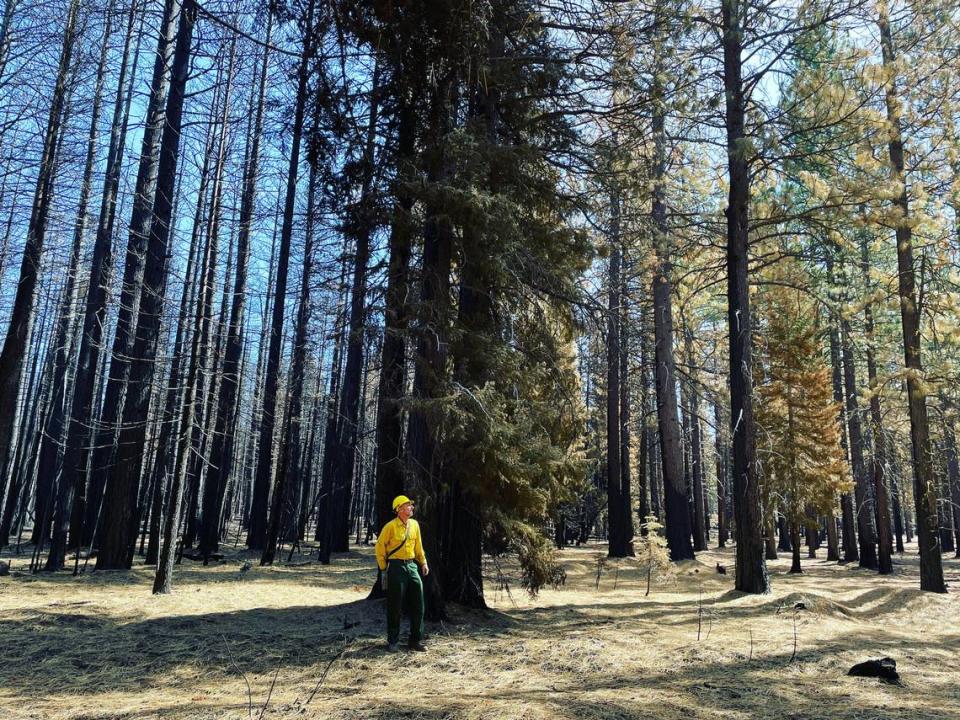 Eric Knapp, a U.S. Forest Service research ecologist, stands in late September 2021 between an area of timber burned by the Antelope Fire in Siskiyou County and a test plot that had been thinned more than 20 years ago and had since been treated by two intentionally set fires to clear undergrowth. Knapp said the trees in the test plot largely survived the fire, while much of the surrounding forest died.