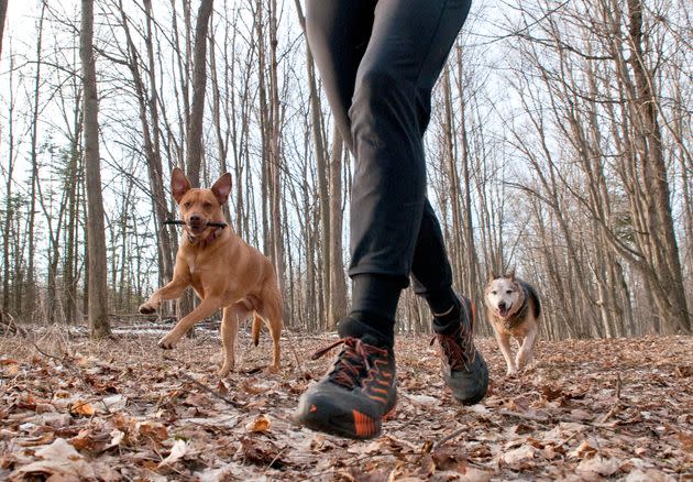 The author running with her dogs, Lucinda (left) and Scruggs.