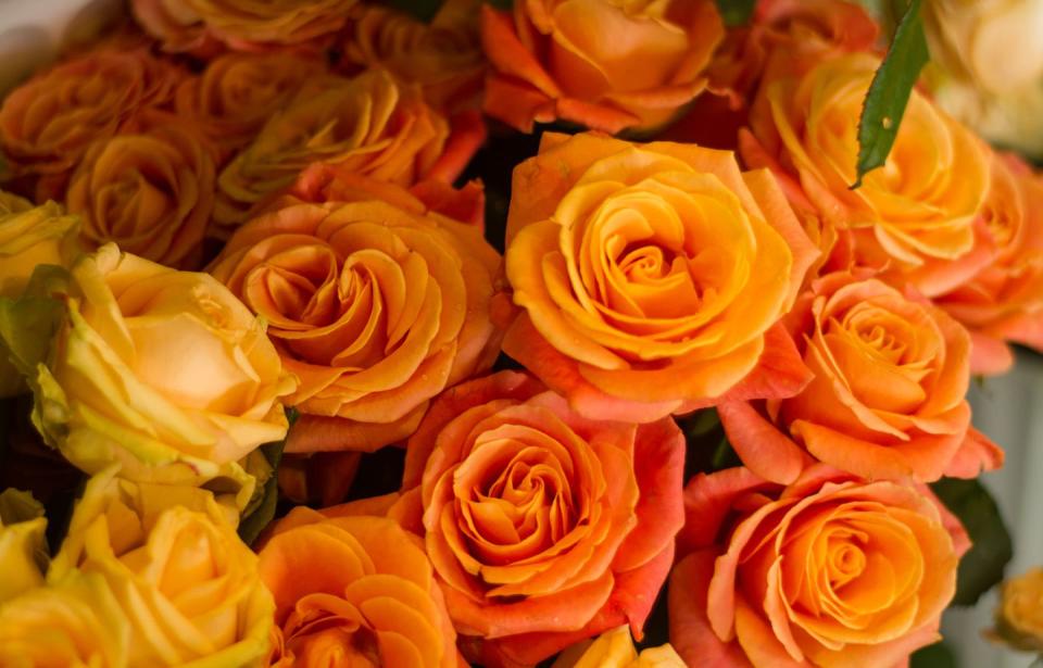 Orange Roses