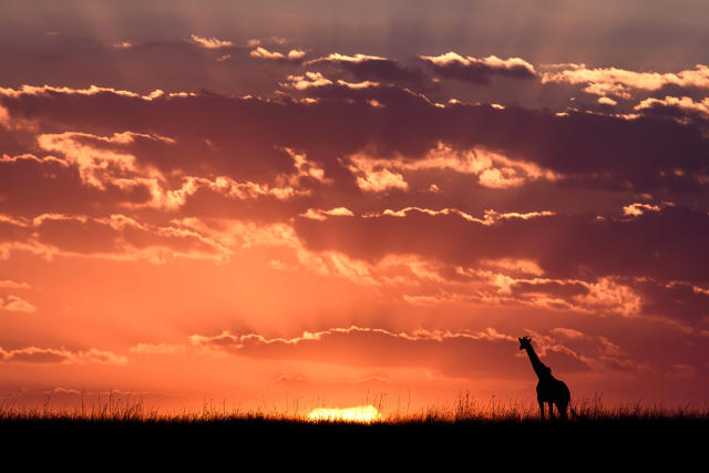 giraffes in sunset