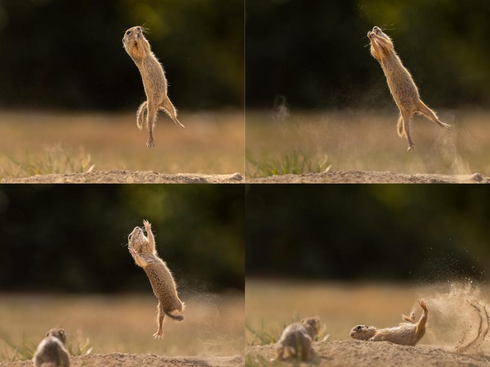 A composite image of four stills of a ground squirrel jumping and falling.