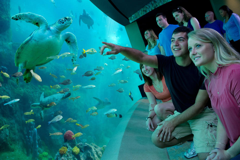 People enjoying the Turtle Trek attraction at SeaWorld Orlando