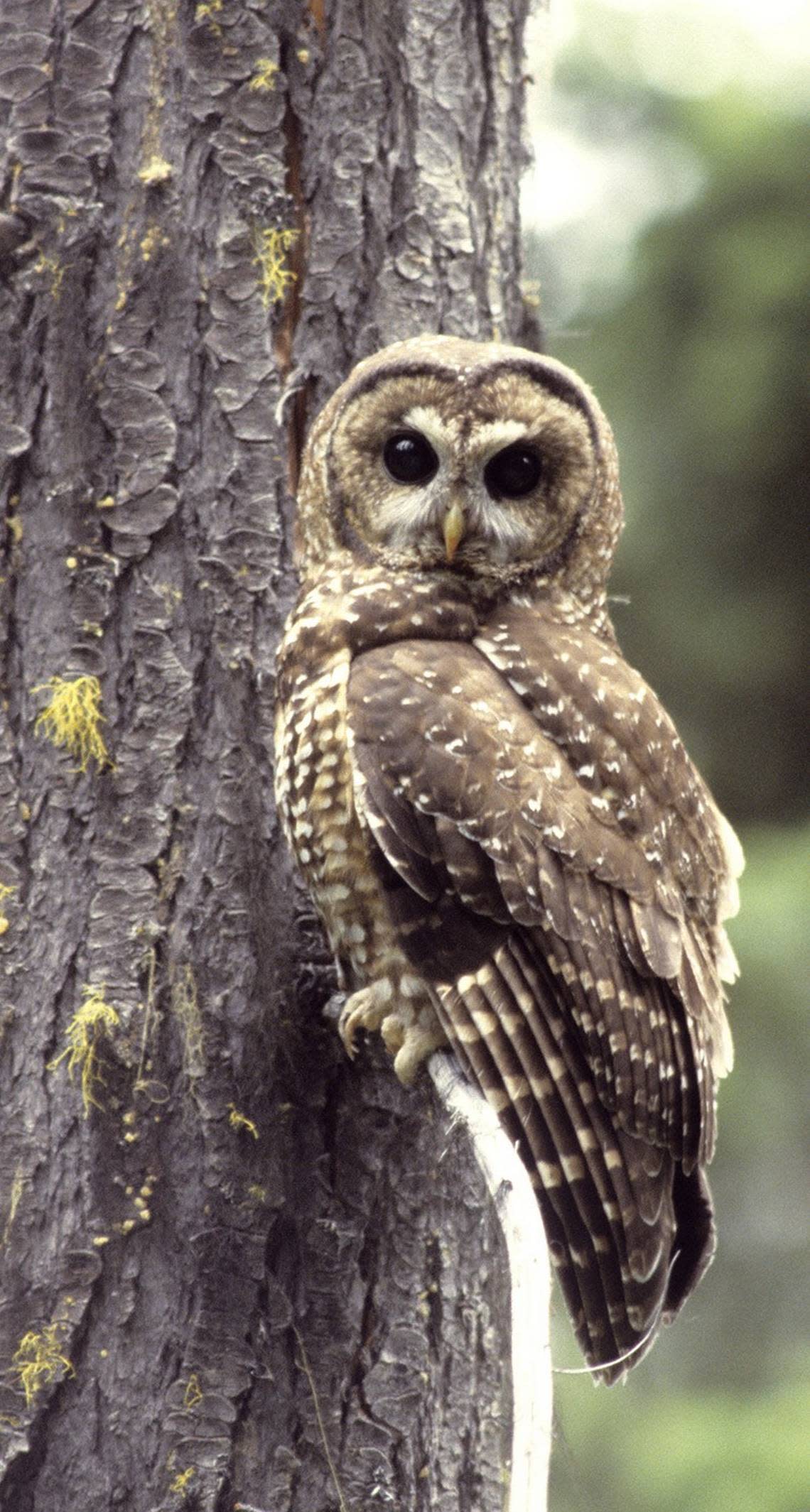 A northern spotted owl perches in a tree. Ken Bevis/DNR