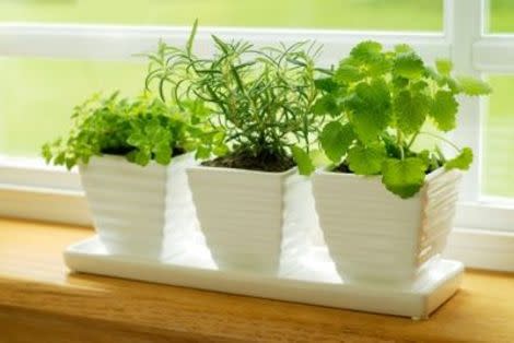 Herb Garden Kit