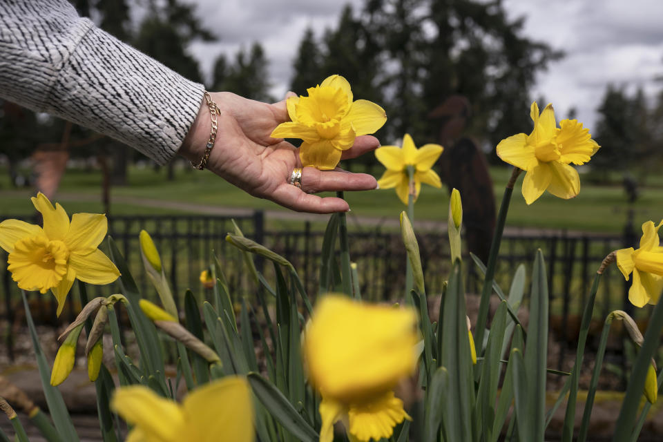 Joyce Ares checks on daffodils in her back garden on Friday, March 18, 2022, in Canby, Ore. She had volunteered to take a blood test that is being billed as a new frontier in cancer screening for healthy people. It looks for cancer by checking for DNA fragments shed by tumor cells. (AP Photo/Nathan Howard)