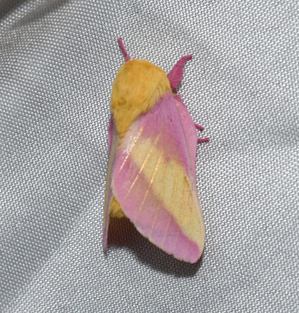 Rosy maple moths, Dryocampa rubicunda, are small native to eastern North America. As their name suggests, their larvae feed on various types of maple leaves.