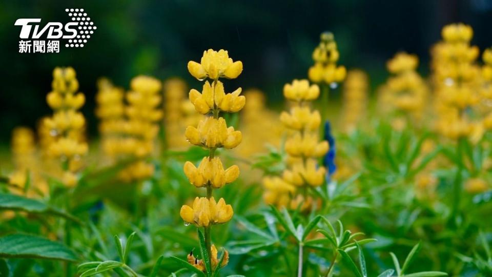 桃園龍潭魯冰花季即將登場 (圖/桃園市政府客家事務局提供)