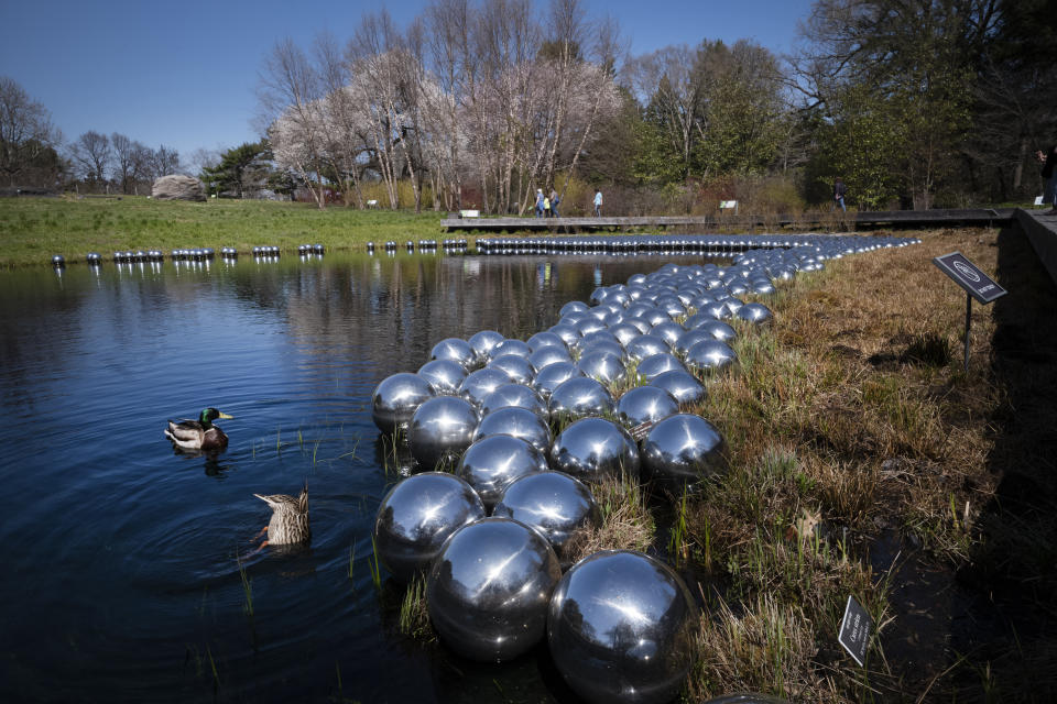 Ducks swim along Yayoi Kusama's installation of floating orbs, "Your Narcissism for Sale," at the New York Botanical Garden, Thursday, April 8, 2021 in New York. The expansive exhibit has opened, and ticket sales have been brisk in a pandemic-weary city hungry for more outdoor cultural events. (AP Photo/Mark Lennihan)