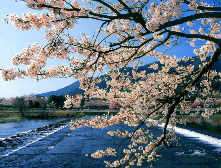 圖片來源：kyoto-sakuranomeisyo