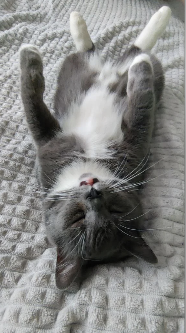 A grey and white cat lying on its back, paws up, in a relaxed pose